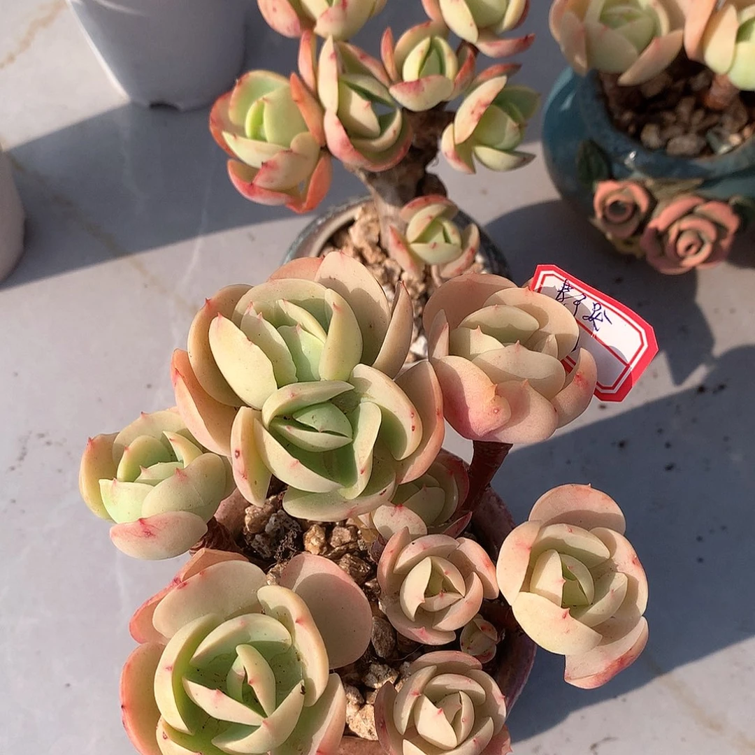 鸡蛋碧桃多肉两颗