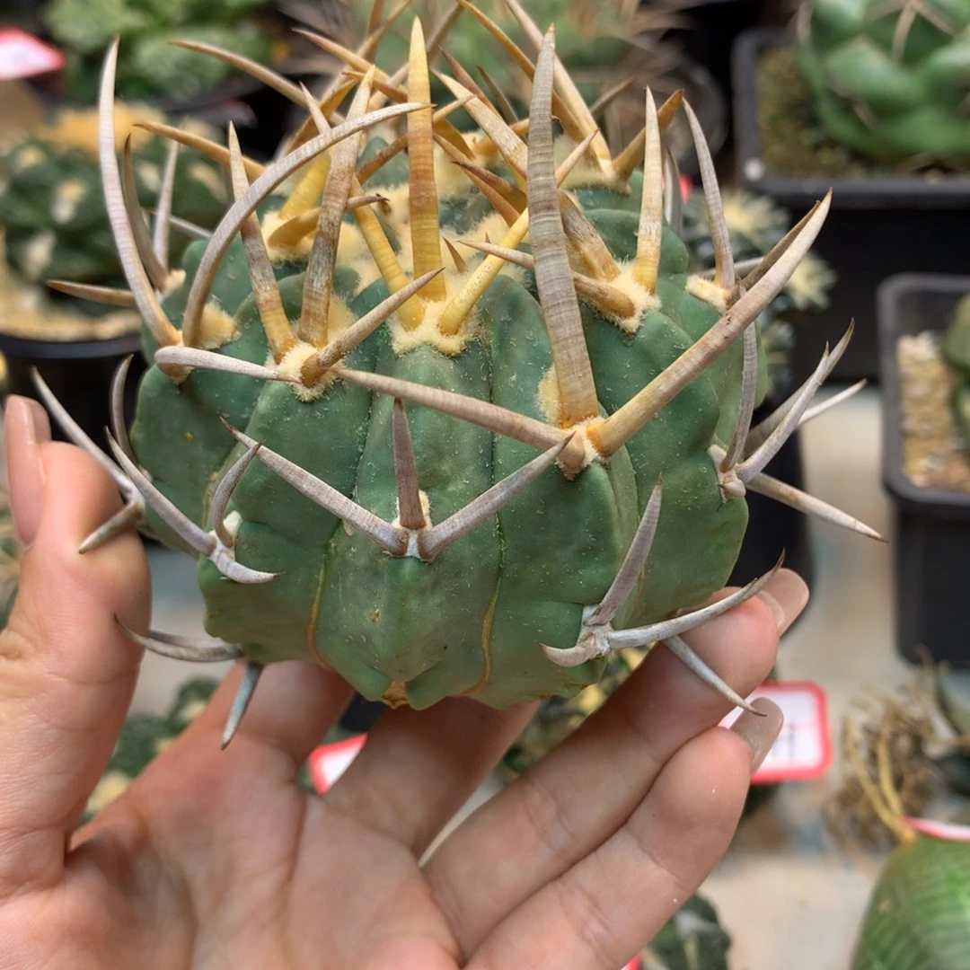 43号 苗接龙剑丸整体10公分 无根