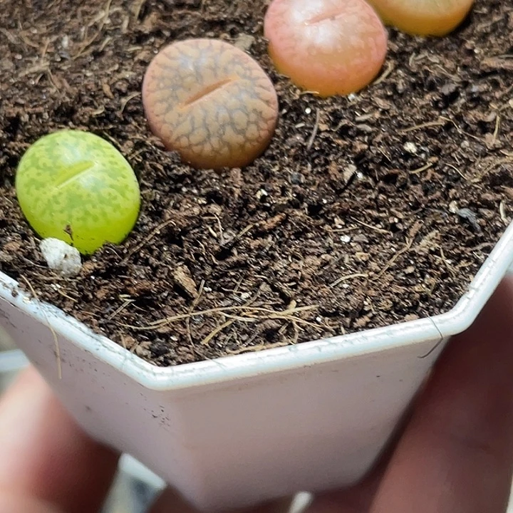 大部分花苞少量开放生石花一盒745