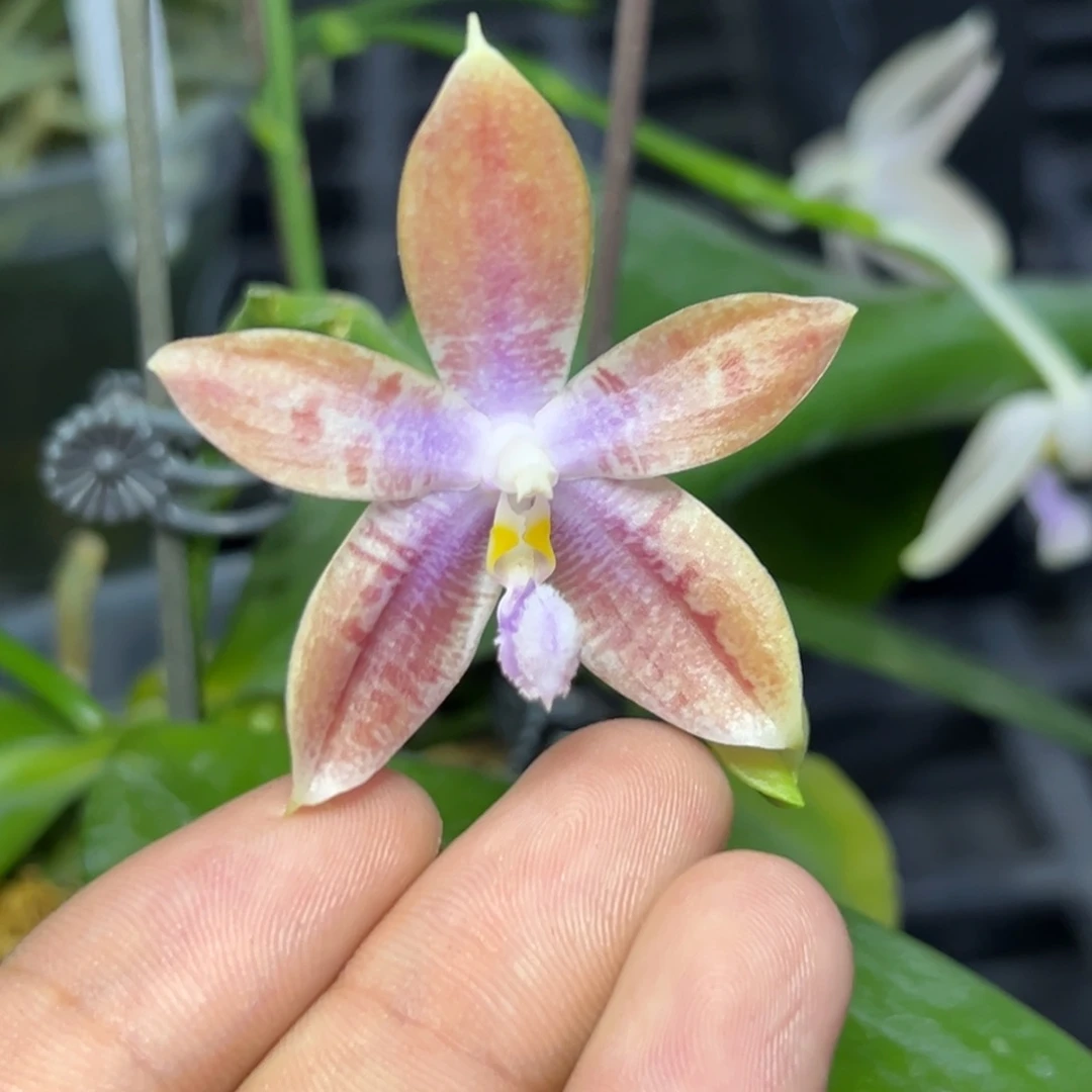 完全开放l263三寸盈收三号双苗