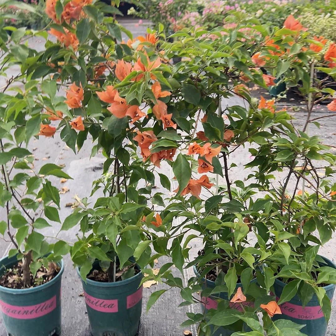 大部分开放少量花苞橙桑巴一棵