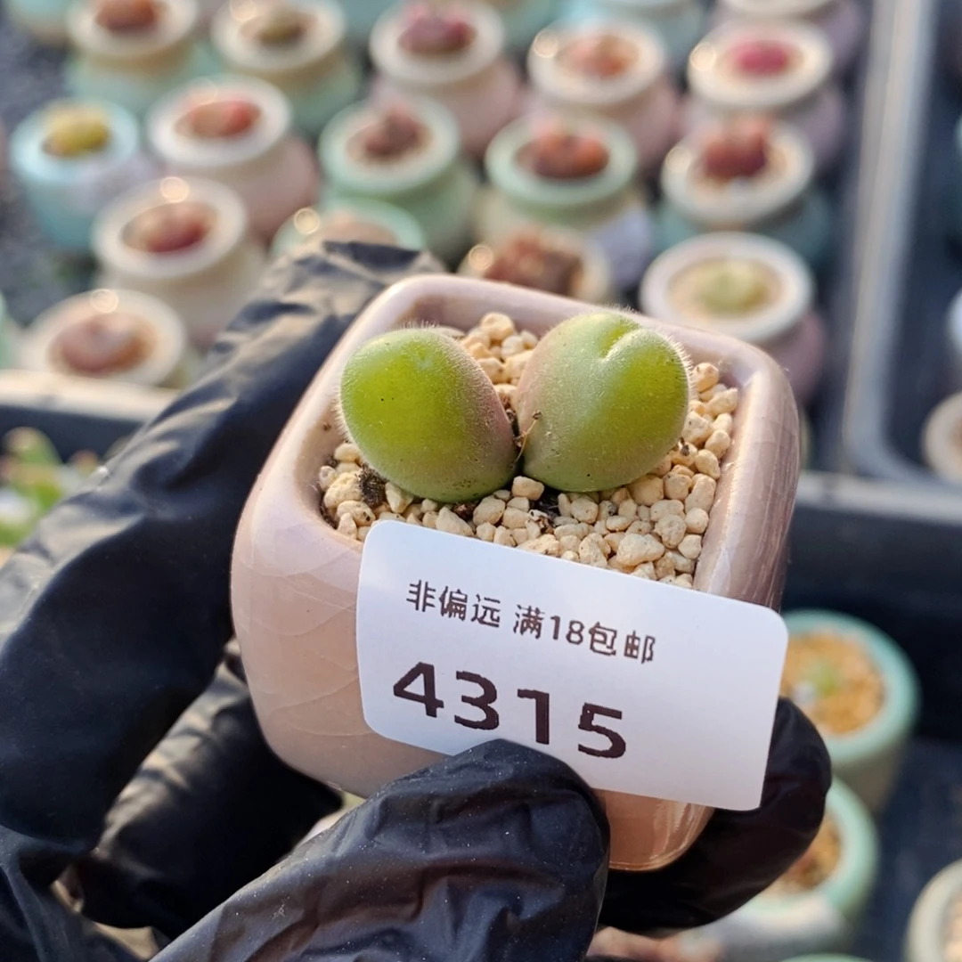 4315--一物一拍 带盆