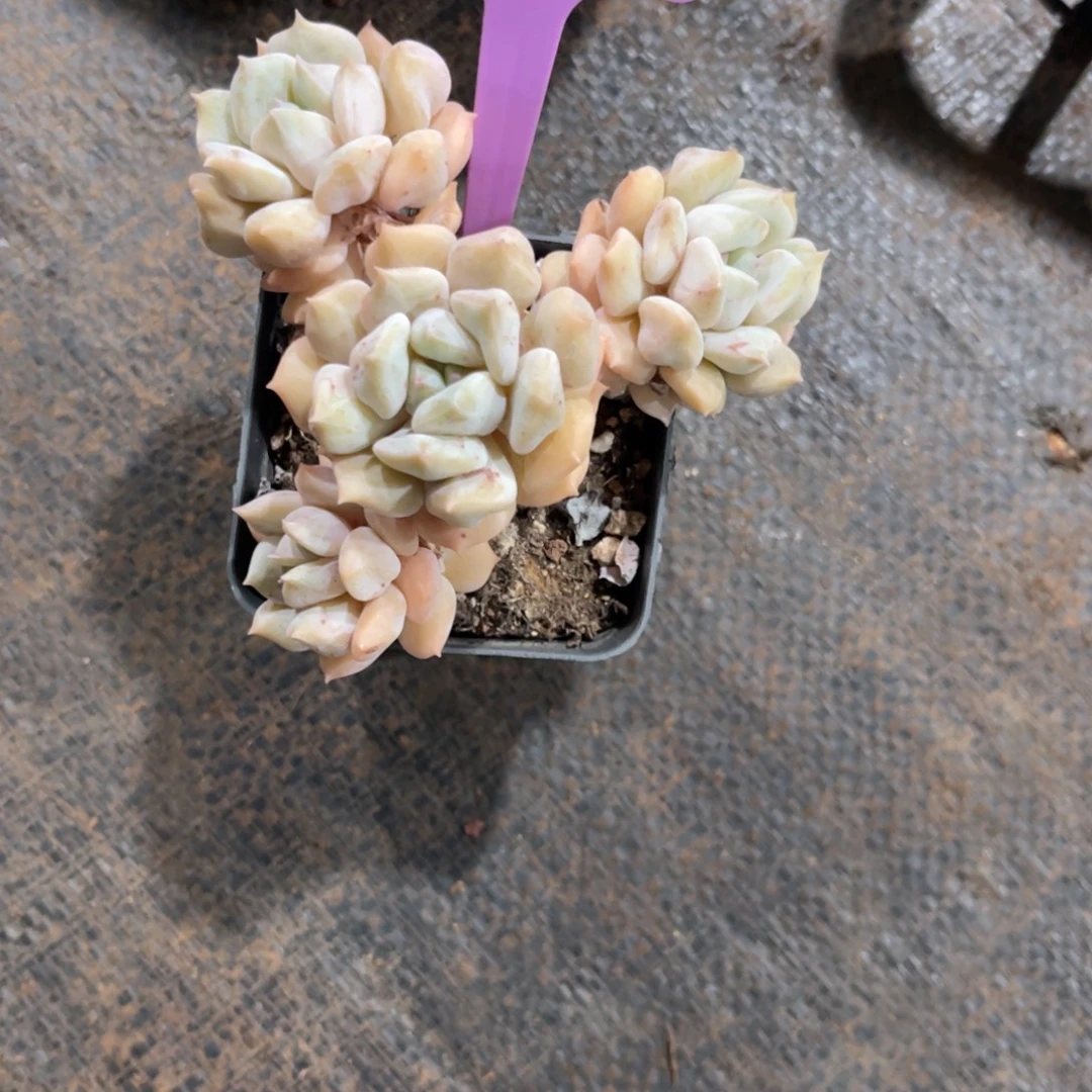 橘***酱云尘多肉一物一拍81