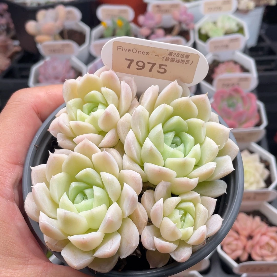 白月影7975-9.5厘米