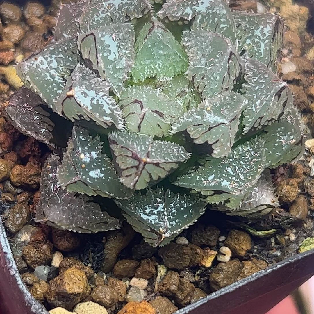 魔刺母本十二卷多肉植物