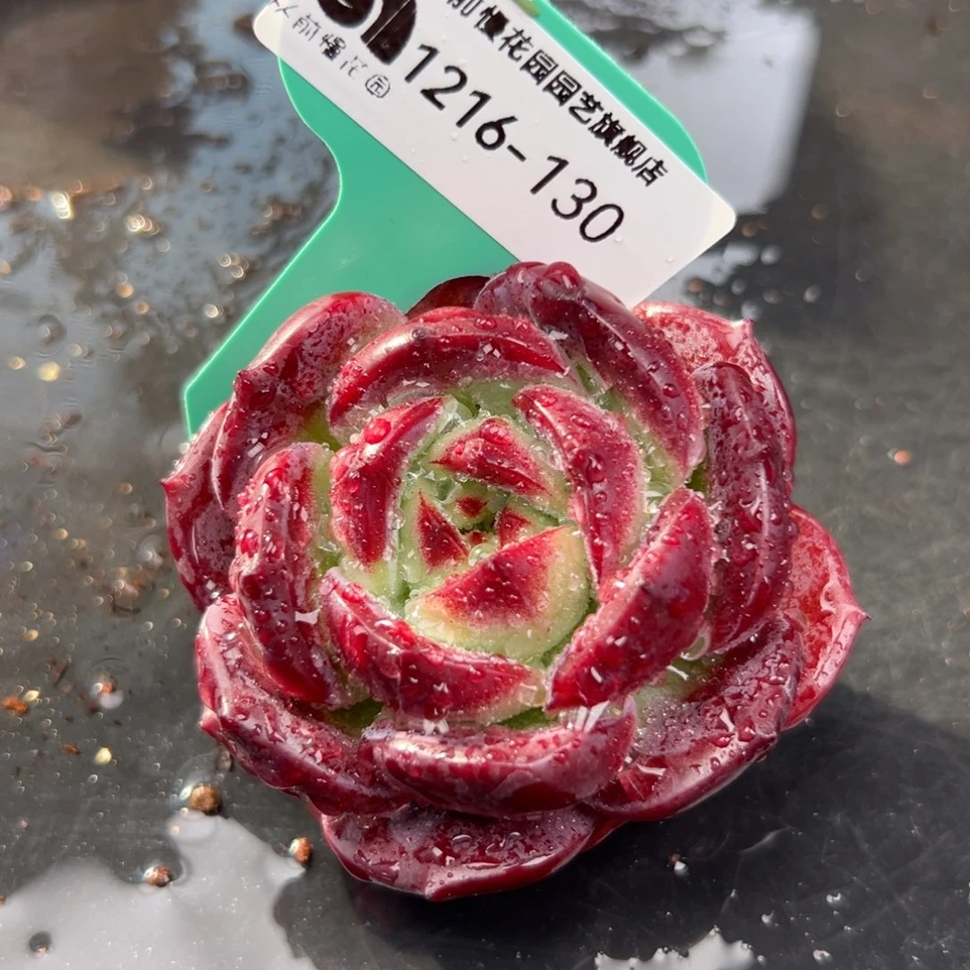 从前慢花园多肉编号1216-130