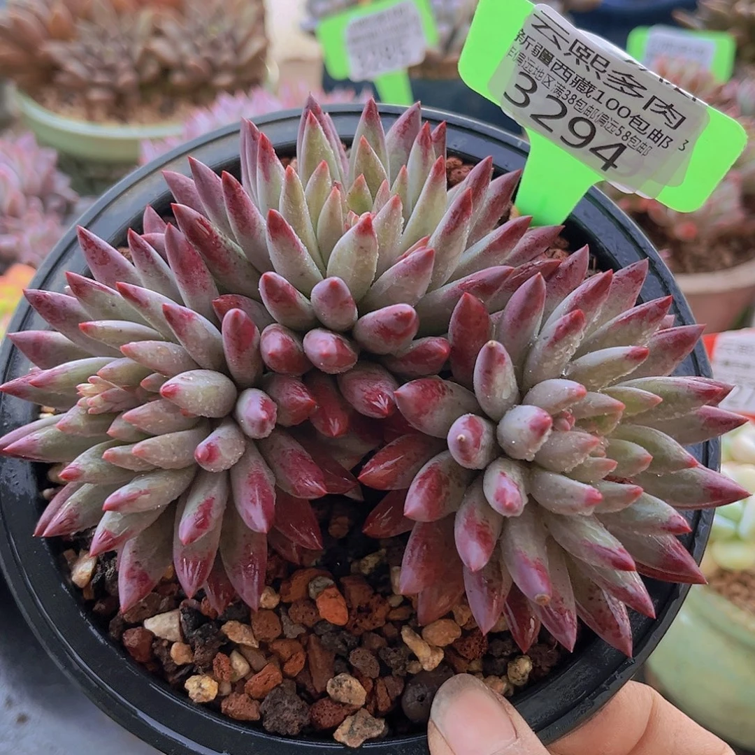 3294虞美人多肉植物