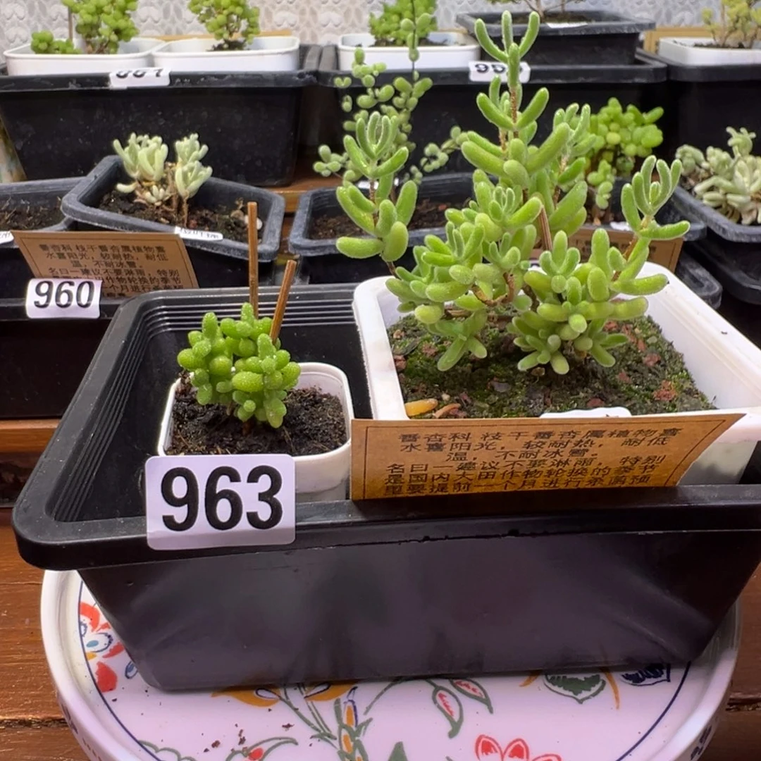 枝干番杏多肉植物963