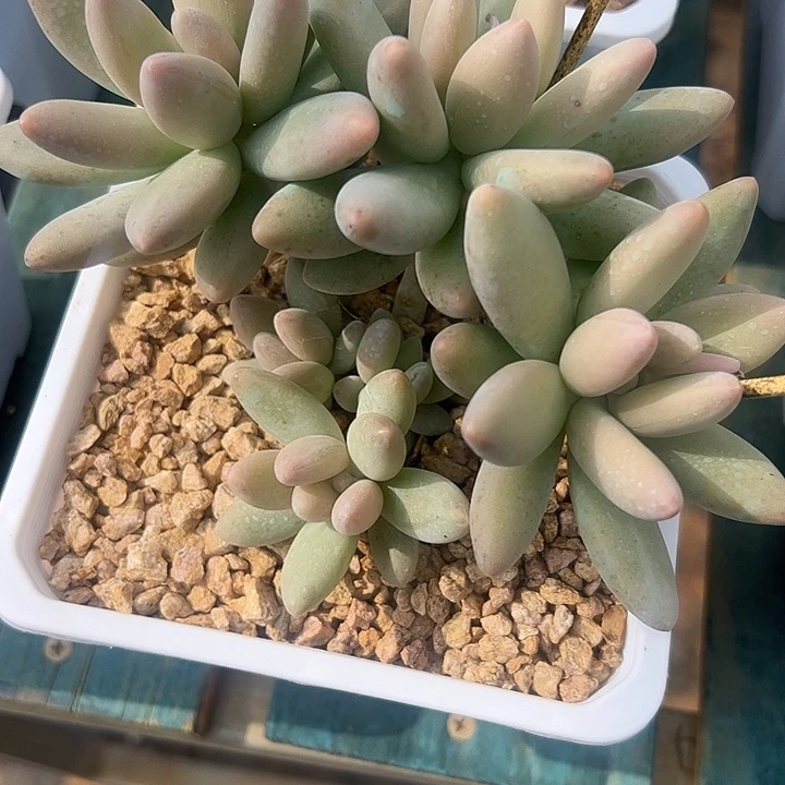 白兰地自然群111111