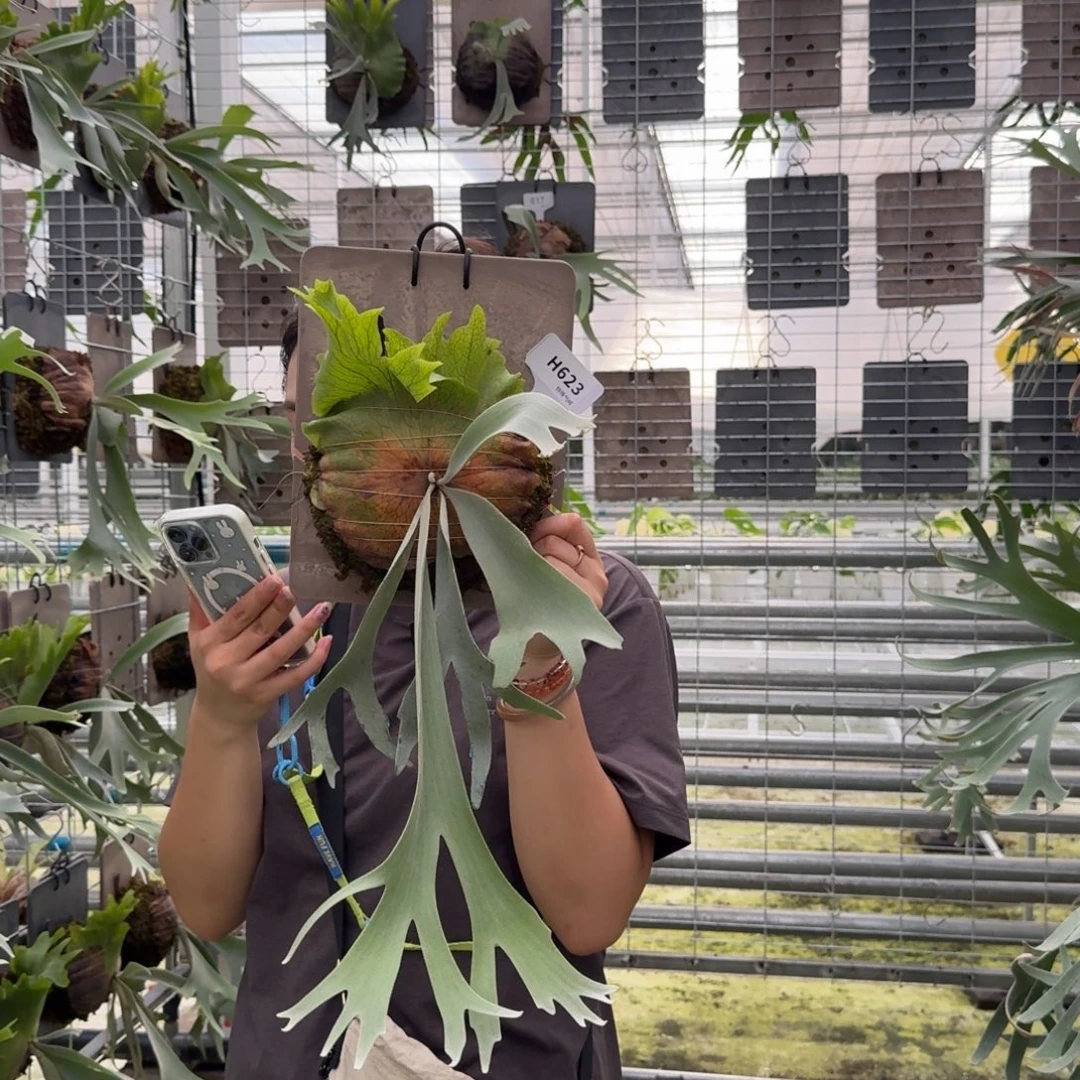 不开花植物H623-黄月孢子苗