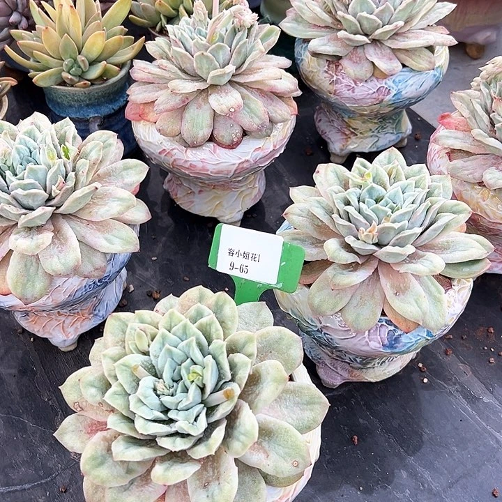 9.65泡泡沙群一个脱土