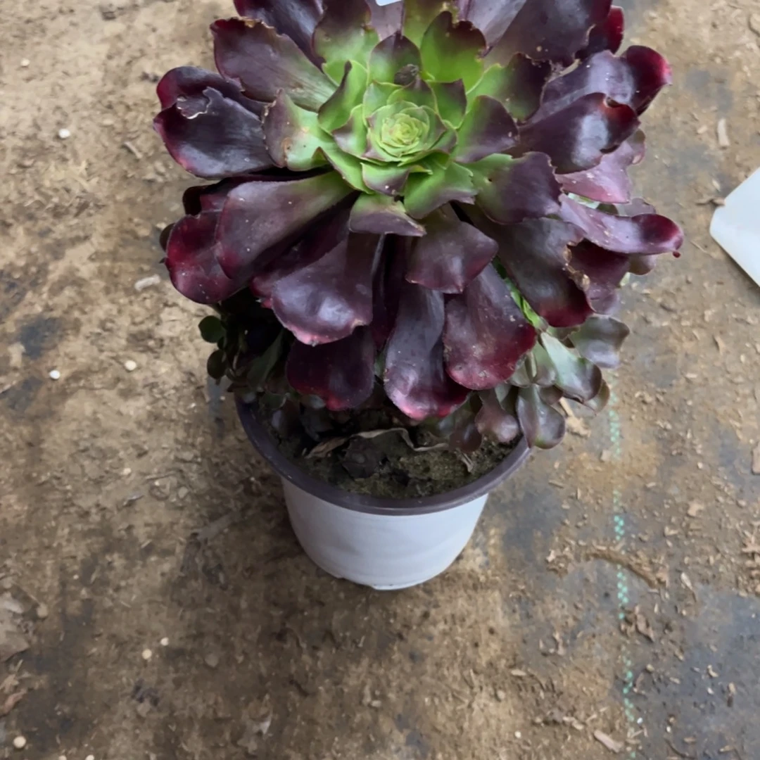 612巫毒多肉植物法师多肉