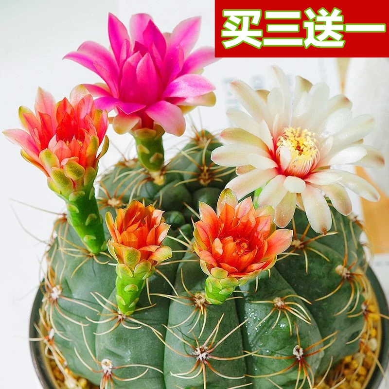 绯花玉仙人球盆栽防辐射四季开花好活净化空气吸甲醛桌摆办公室