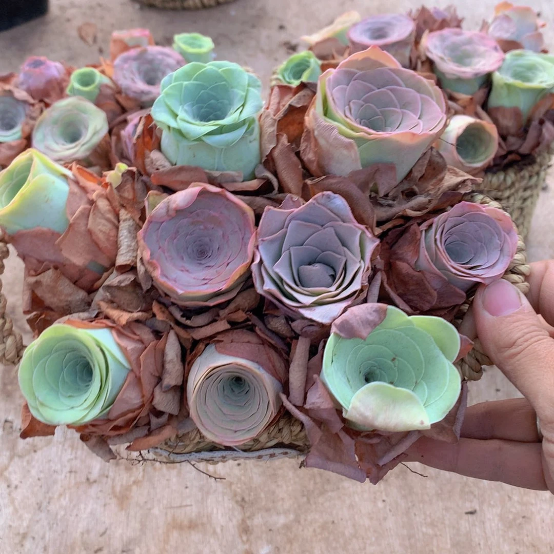 一篮漂亮的山地玫瑰9颗量拍