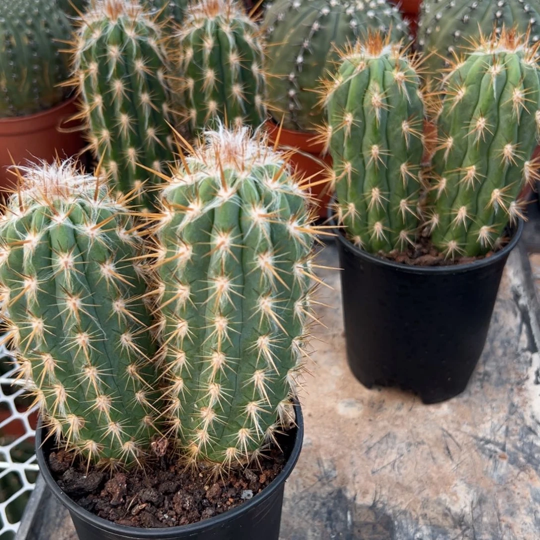 青衣柱随机一颗。 零零落落