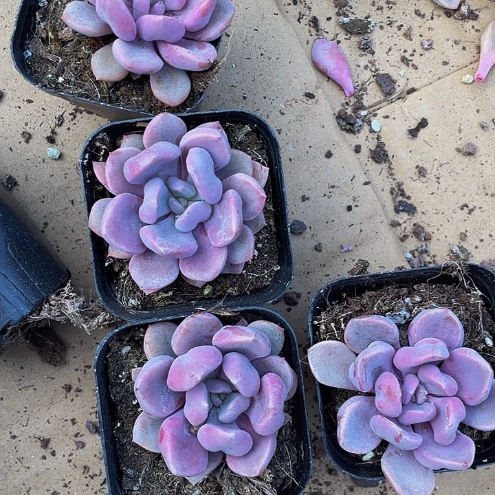 丘比特2.8带盆土