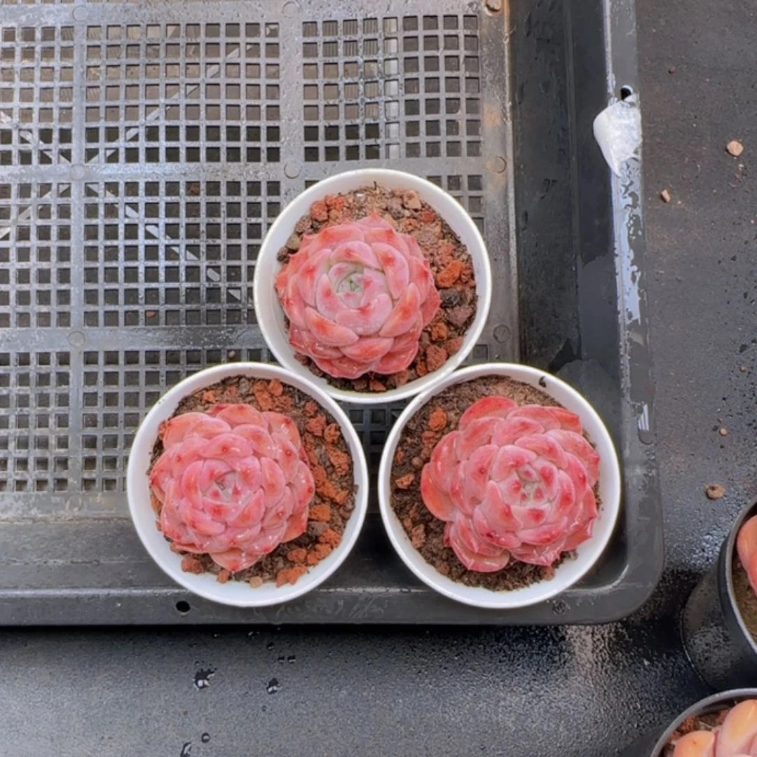 草莓冰魄单头一颗脱土