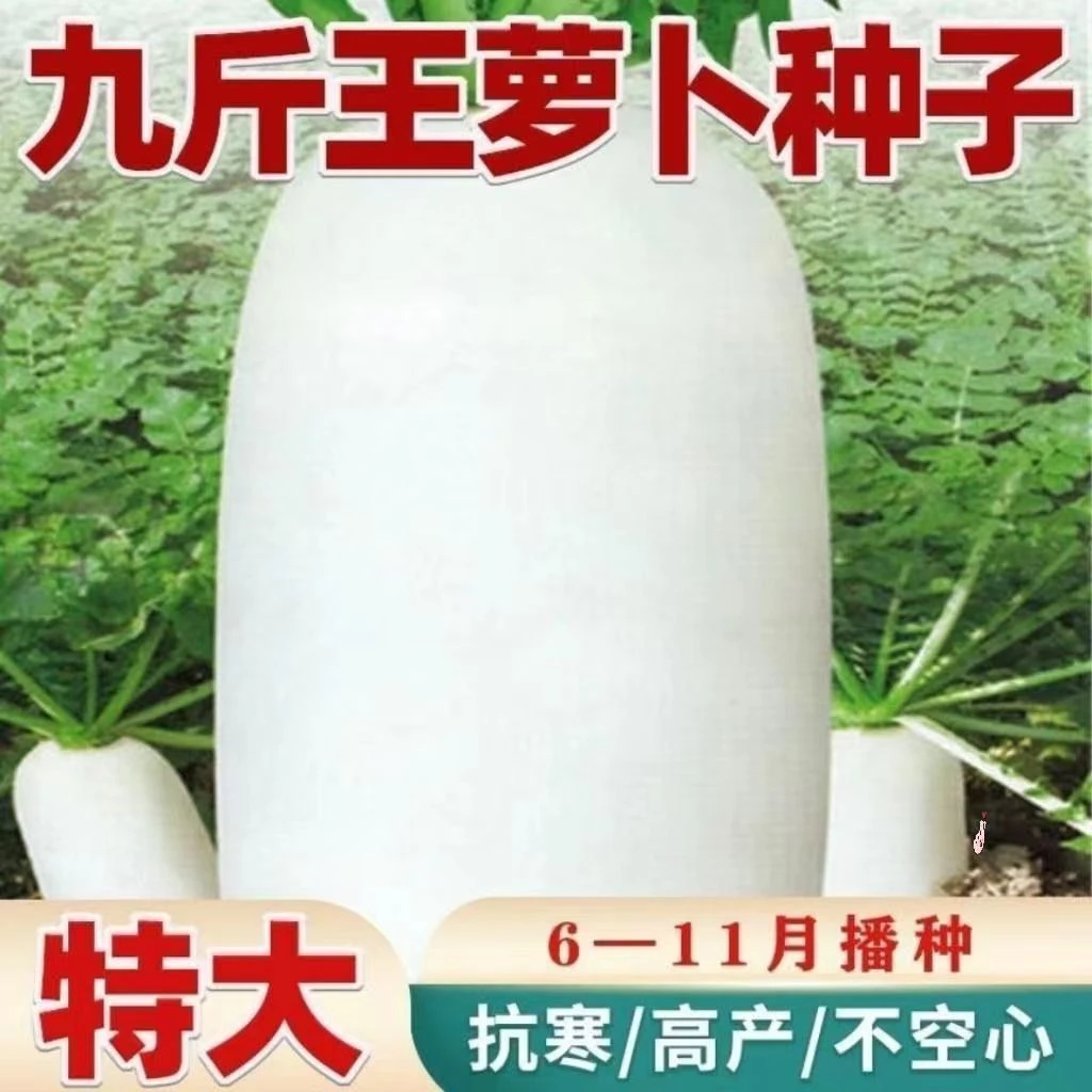 九斤王白萝卜种子不空心春不老特大萝卜种子四季春秋季播蔬菜种籽