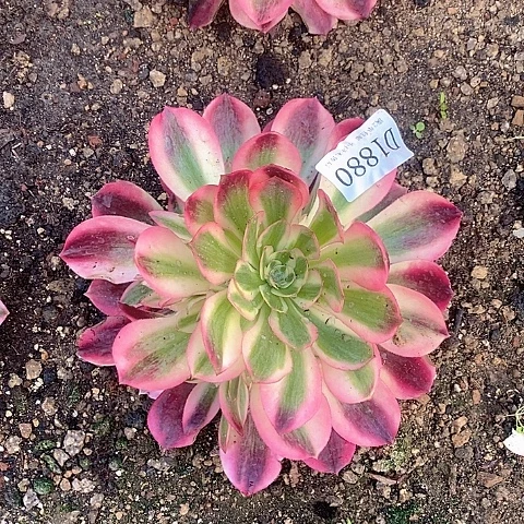 1880红女巫多肉法师锦