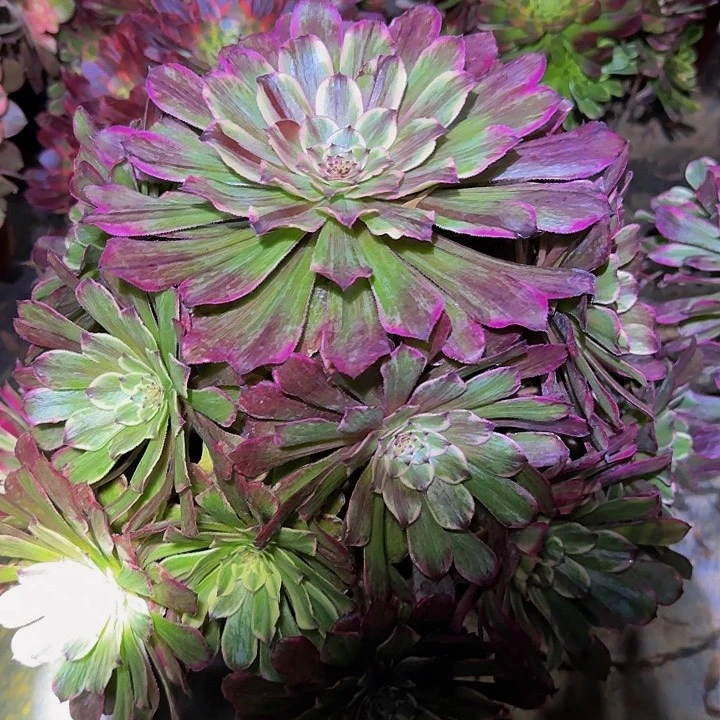 精品超墨老桩亏本福利