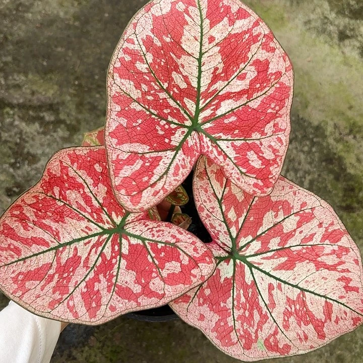 64-0102心跳广东现货