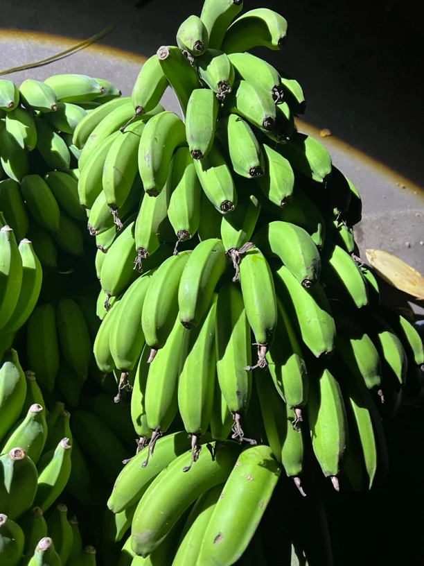 边城山货———芭蕉