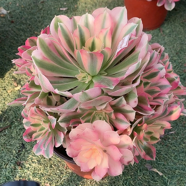 352粉女巫多肉植物