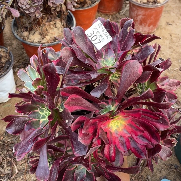 307金丝雀大绣球1号