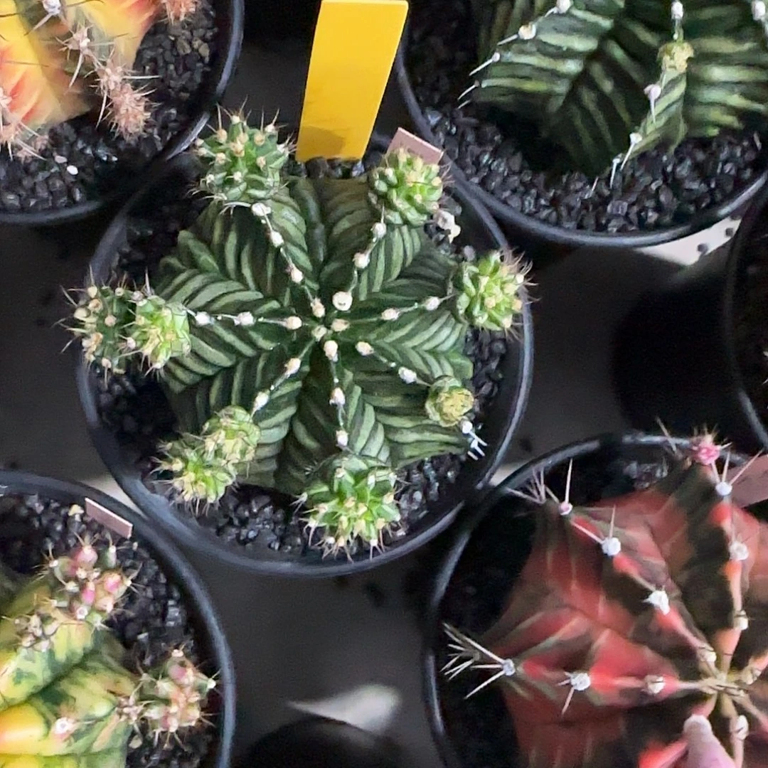 L585-1221泰国发货 鱼骨