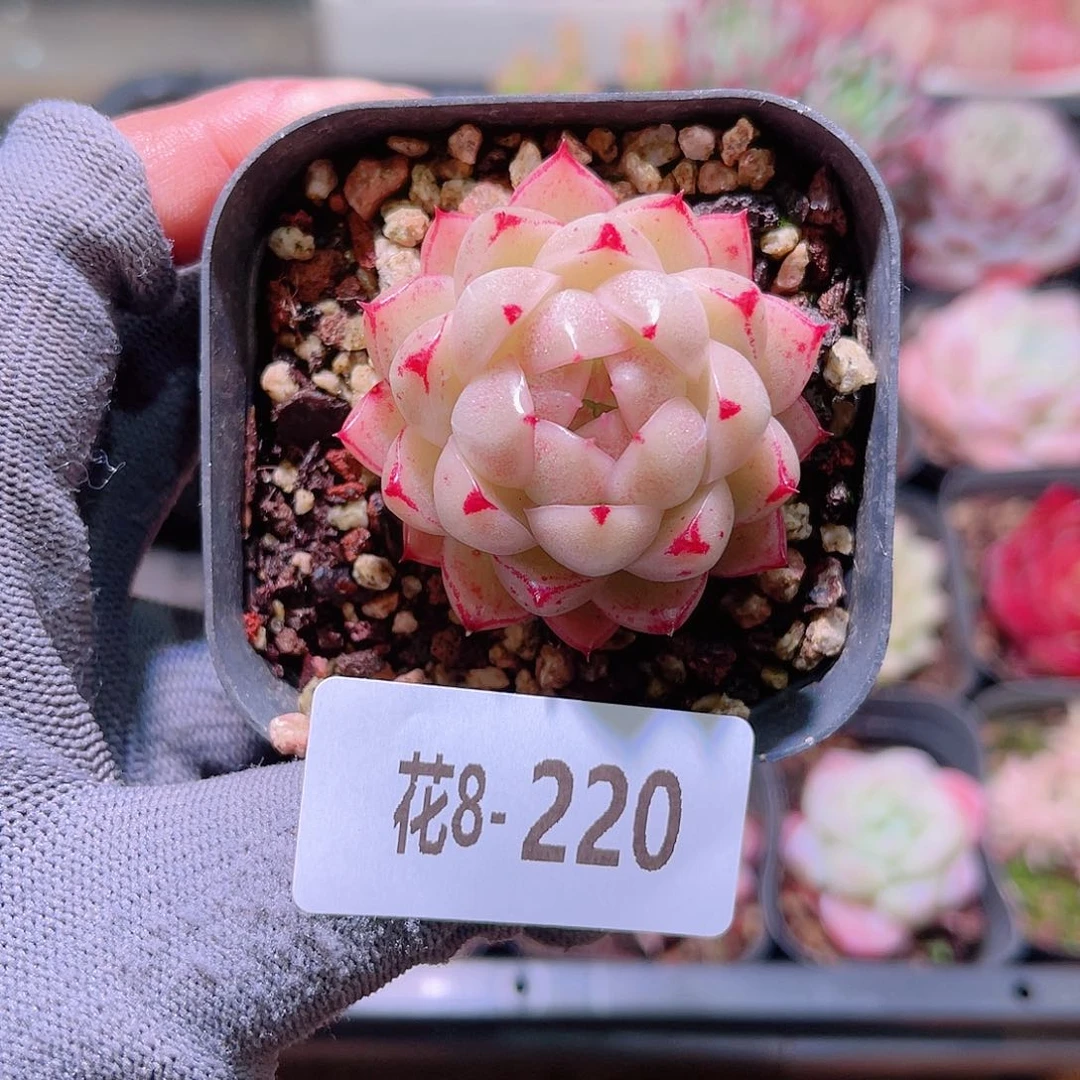 花08-220麦秆单头