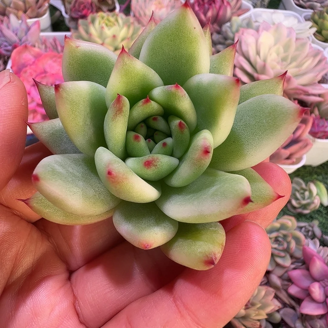 এ***༊多肉植物多肉植物