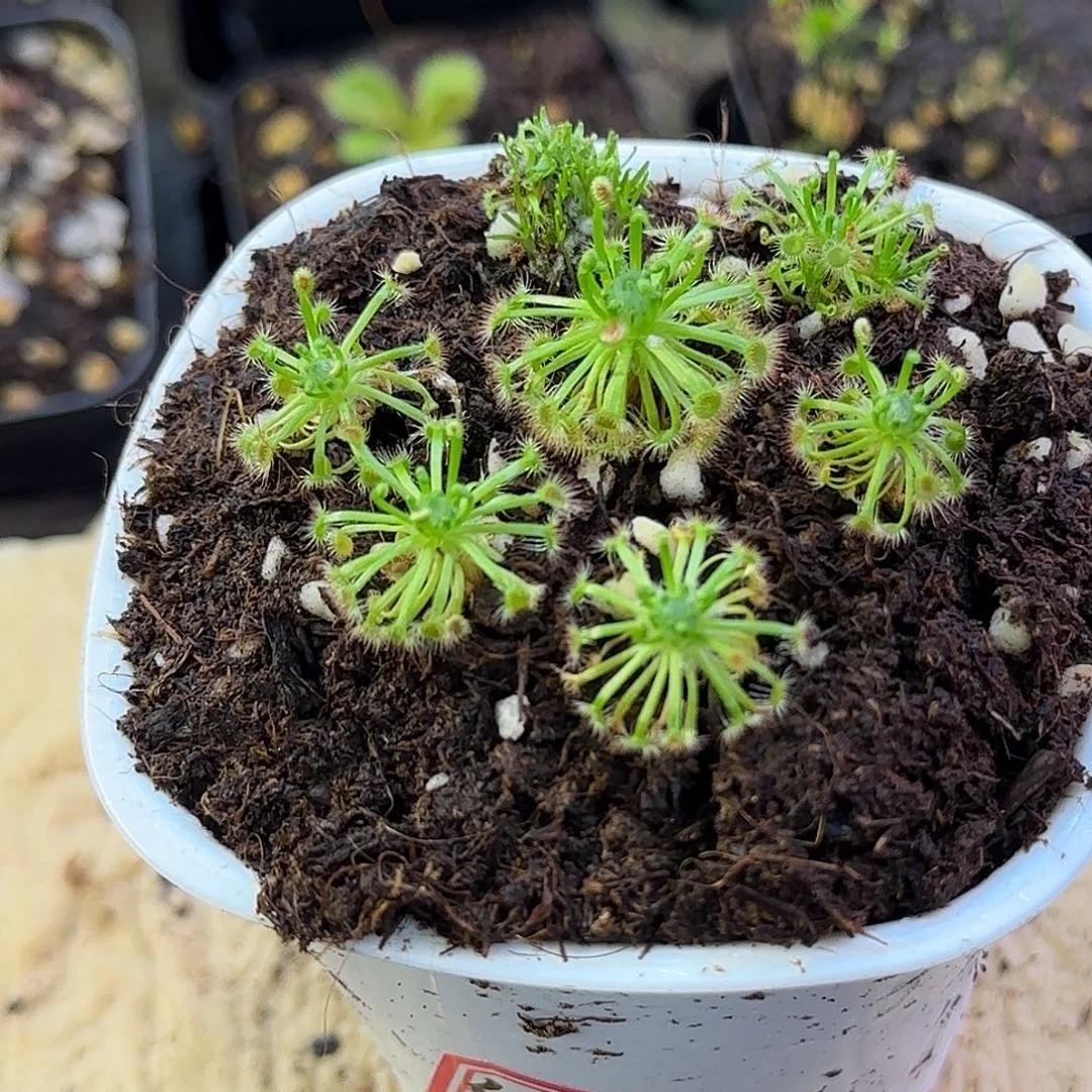 完全开放红无节迷你茅