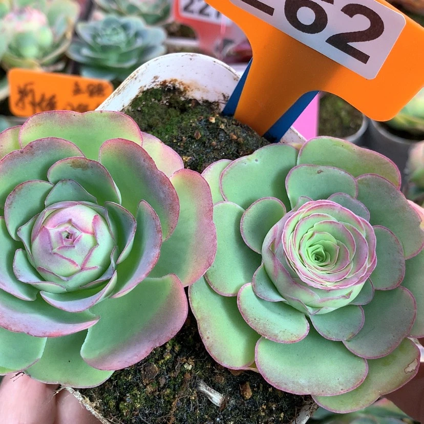 【闪购商品】yjj262（两颗）大帕高山