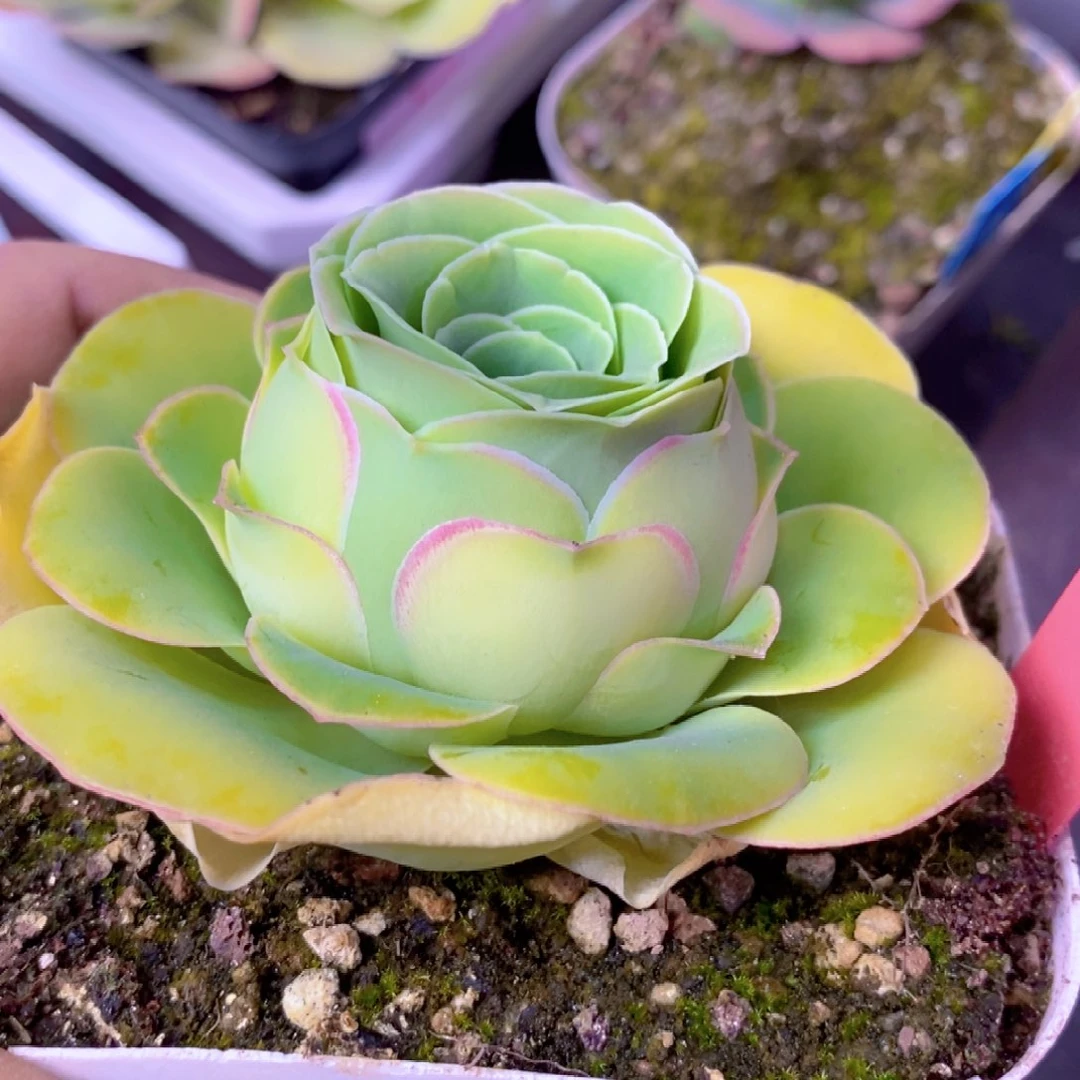 山地玫瑰福利一物一拍435雾漓