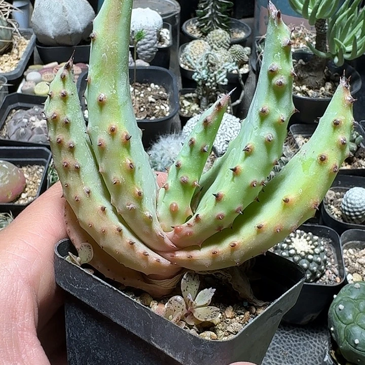 520强刺鬼切芦荟脱土发货