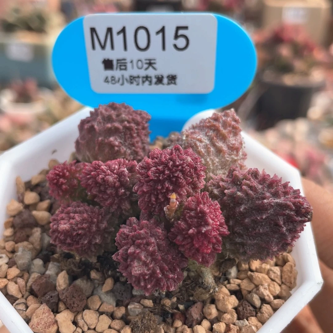 朱紫玉。    1015。