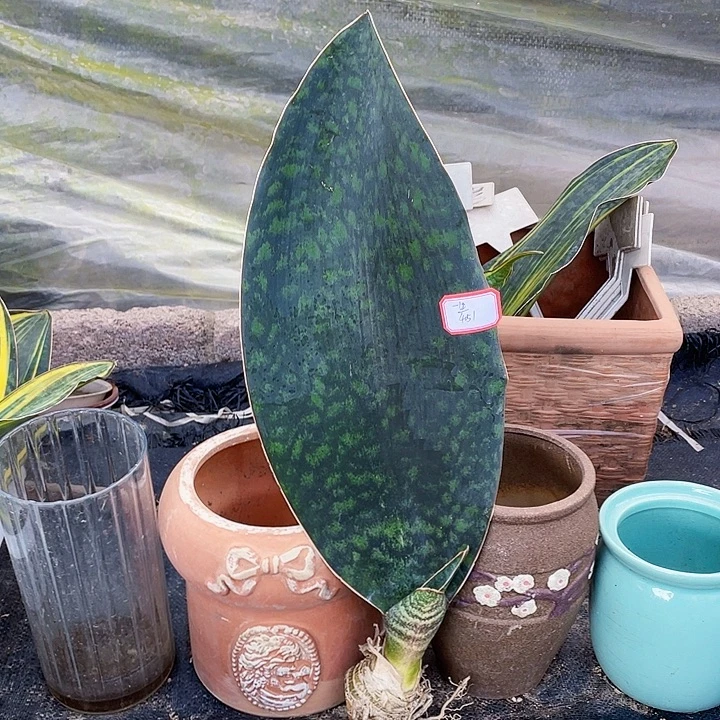 一***理完全开放翠宝镜40cm