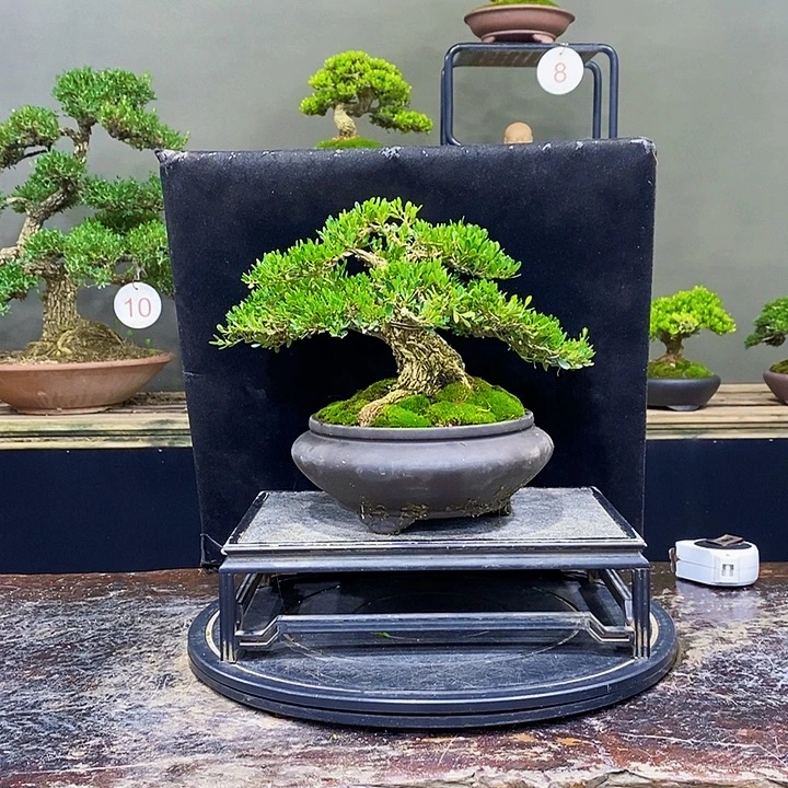 无花朵M黄杨盆景四季常青