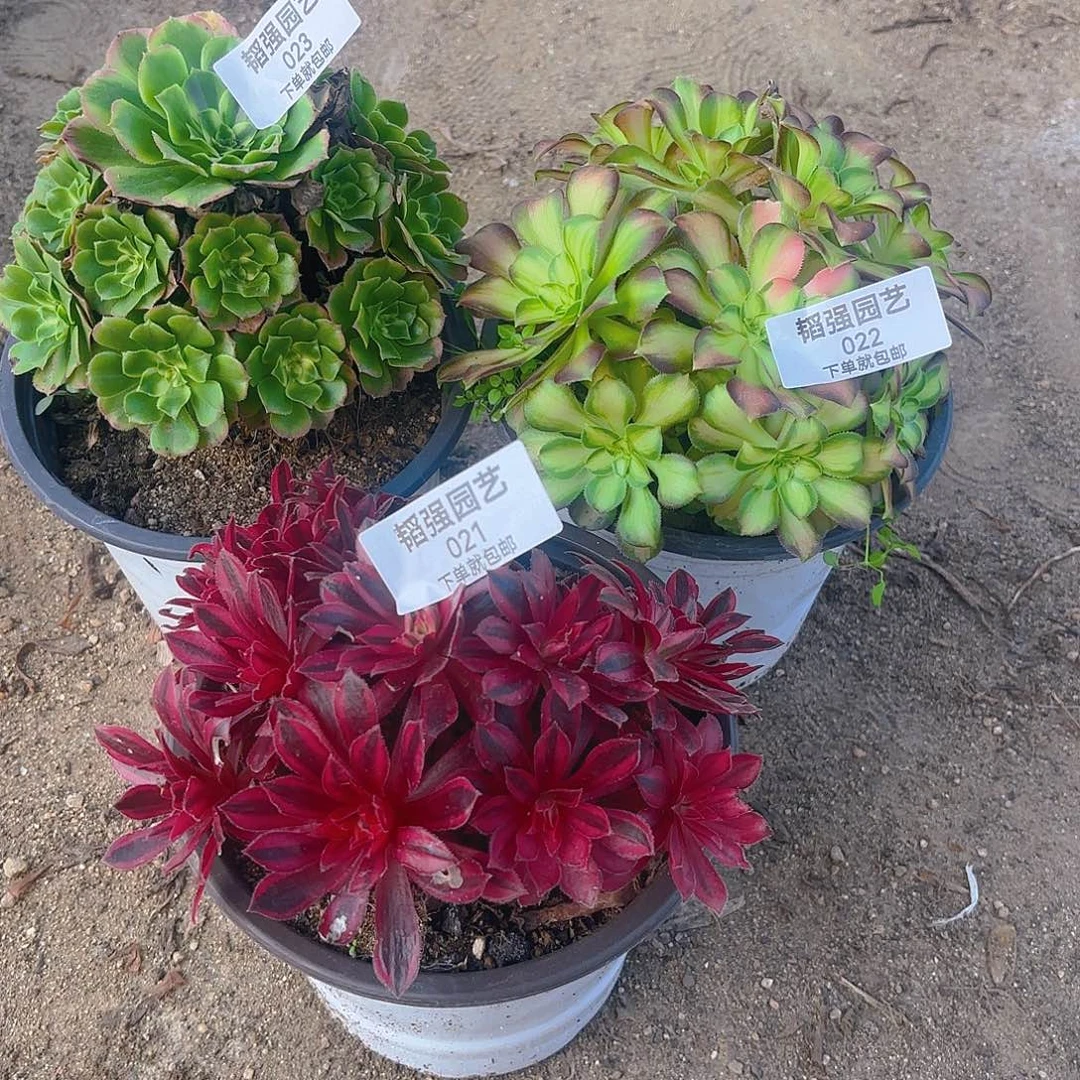 韶华凤凰白新尼亚多肉植物21-22-23