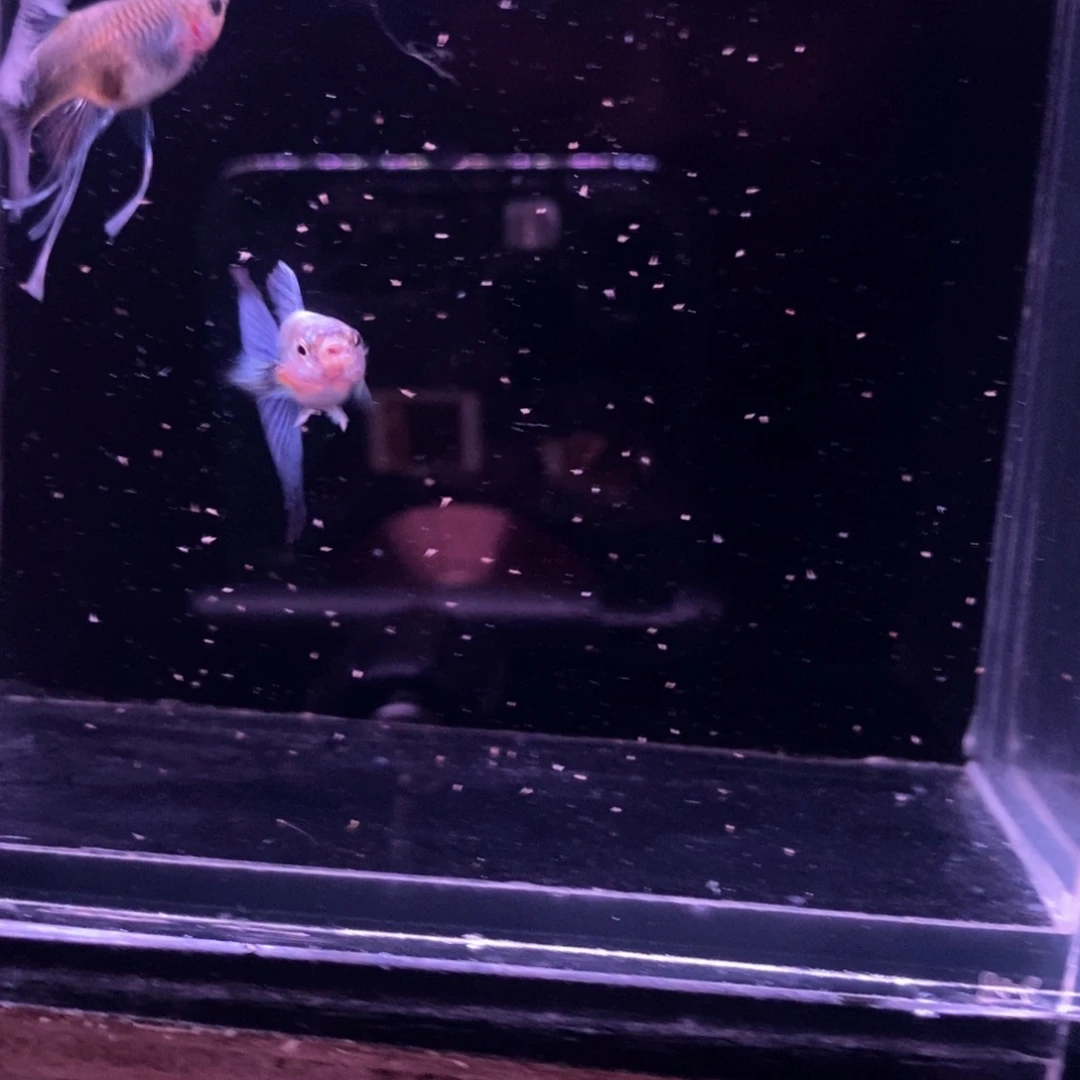 孔雀鱼蓝礼服绒球一对