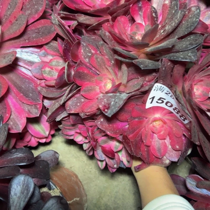 15088美杜莎多肉植物