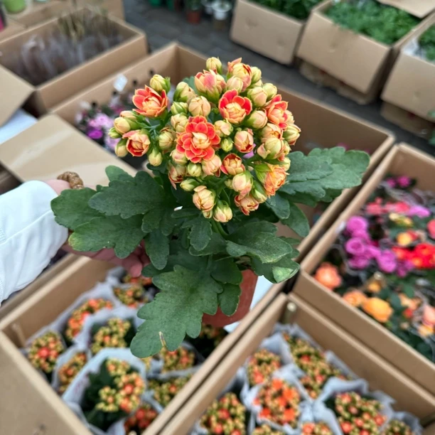 金狐狸长寿好养1盆