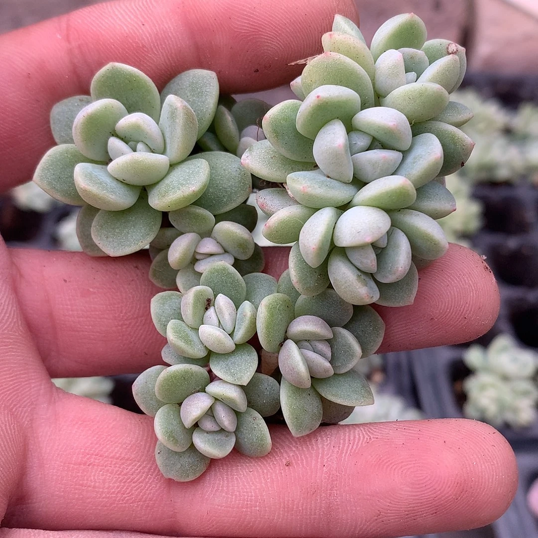 10个小脸冰玉3头一物一拍