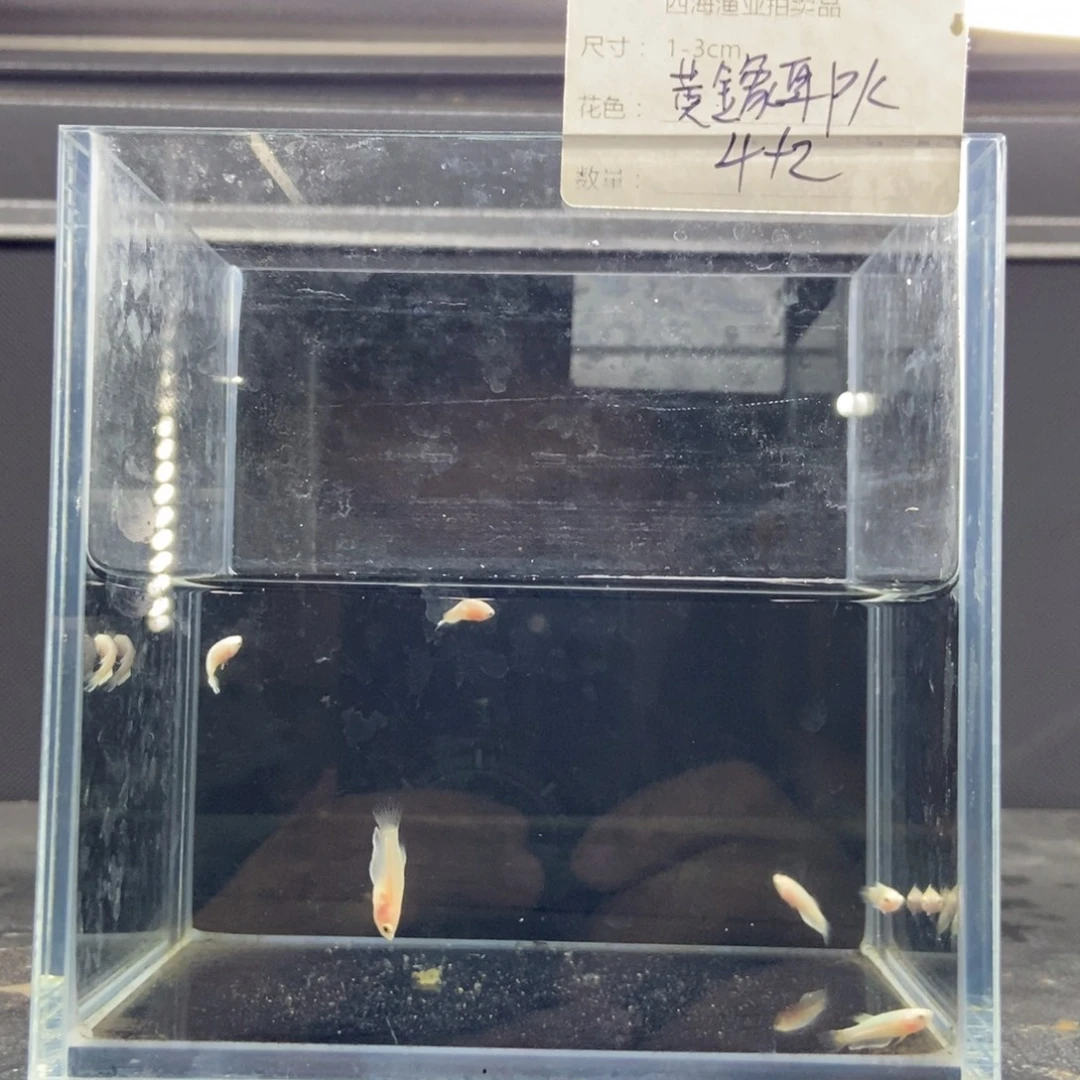 斗鱼包活不包损所见即所得609