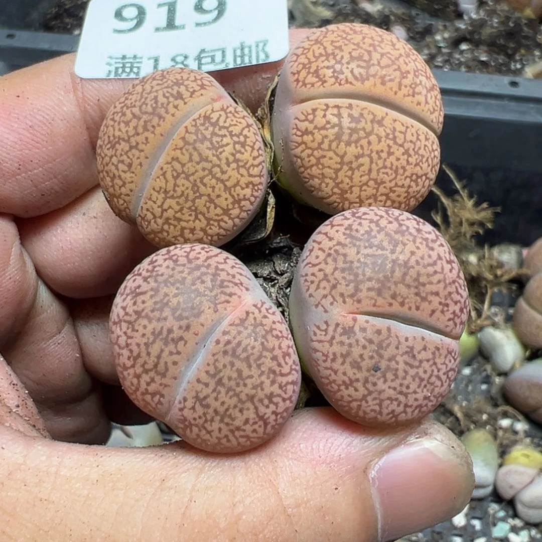 【闪购商品】 919。