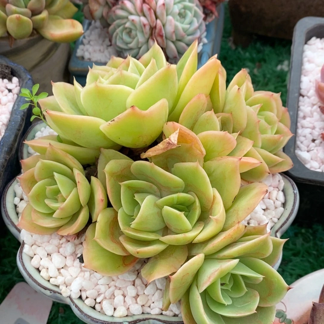 星娜塔多肉植物盆栽