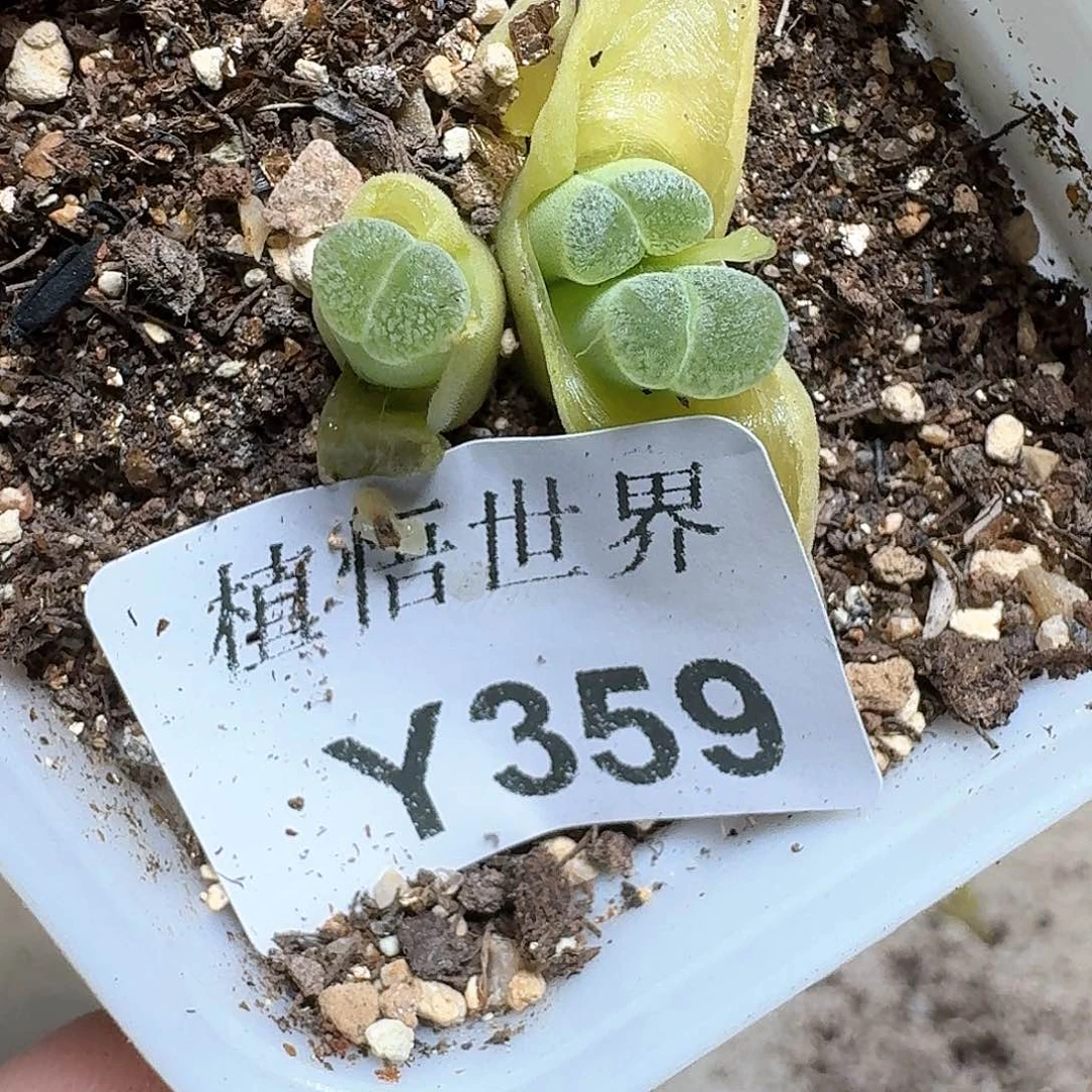 359号多肉植物哇fv