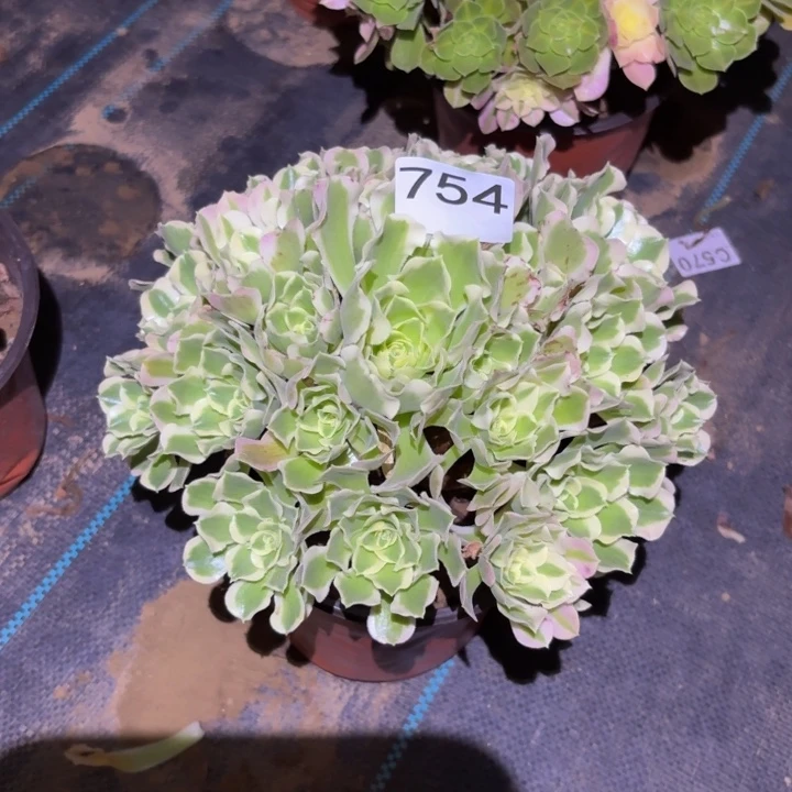 白凤多肉植物不包损754