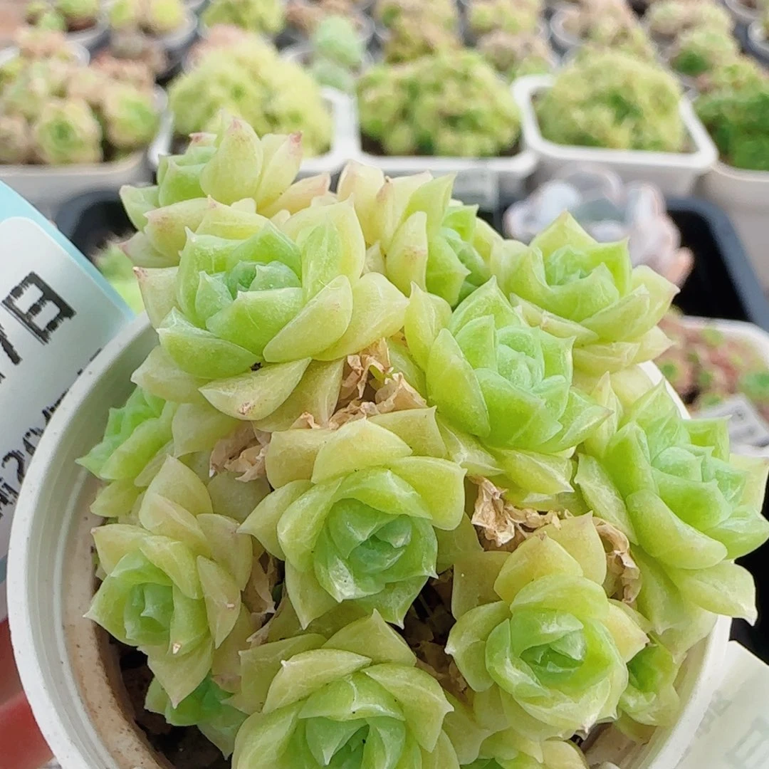 花语逸镜0727-35散