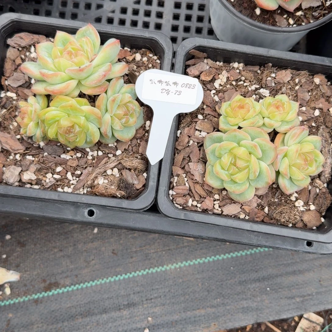 玄***雀0823-073-海洋之星b两颗